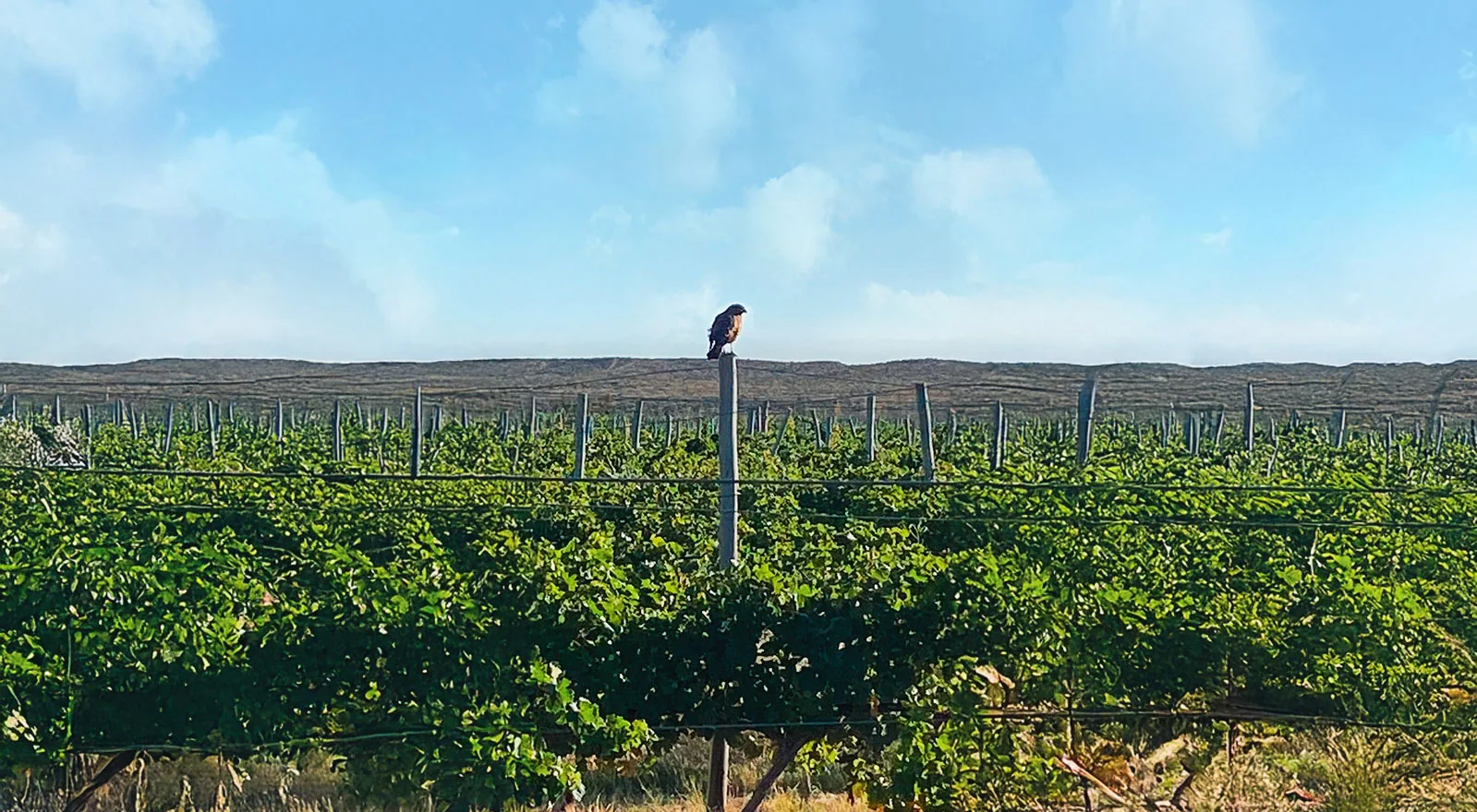 Bodega Patritti vineyards